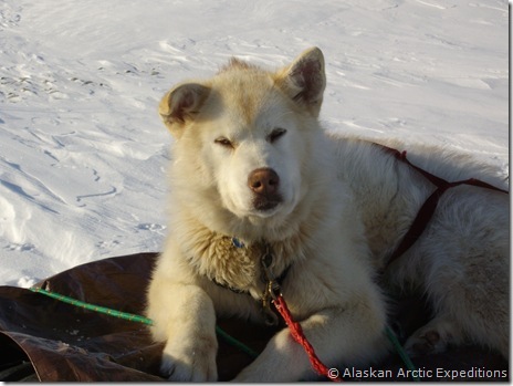 Howdy on the sled Howdy on the sled