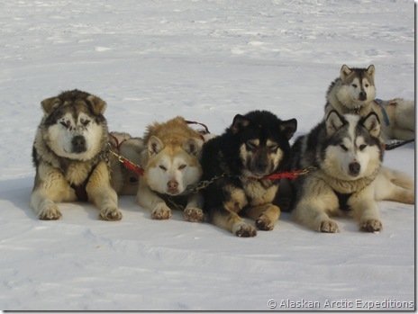 Hippie, Savage, Bear, and Shorty in lead 2008_Expedition 711