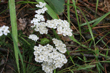 IMG_1426 IMG_1426