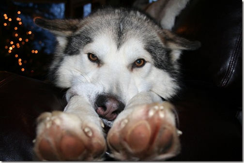 IMG_4370 IMG_4370
