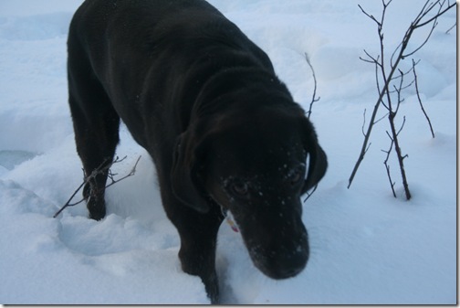 IMG_4610 IMG_4610