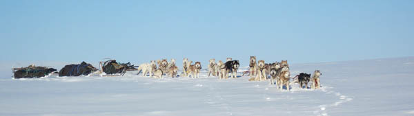 Joe Henderson's malamute team