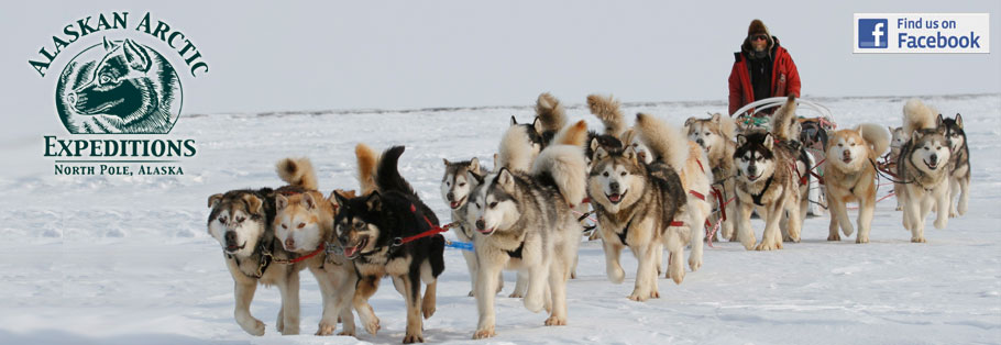 malamute sled dog